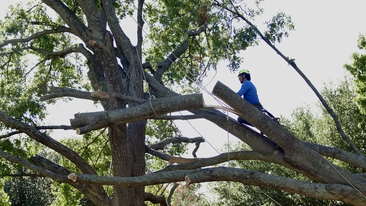 Professional Hazardous Tree Removal performed by certified arborists in Ermine